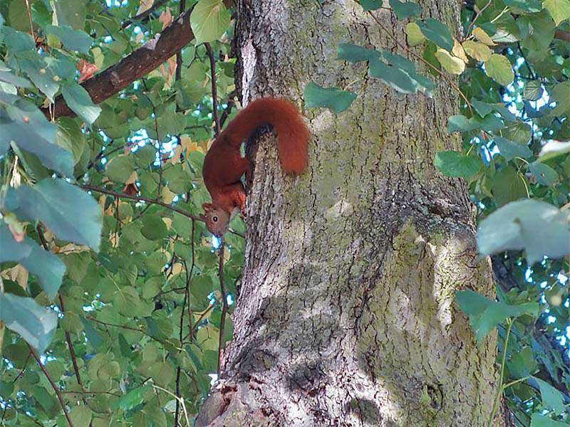 Eichhörnchein im Stadtpark