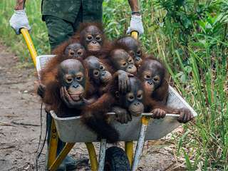 ©-Tim-Laman---Tough-Times-for-Orangutans-03.jpg