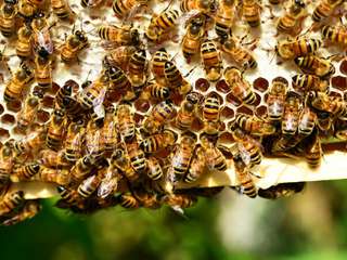 Bienen und Nachhaltigkeit