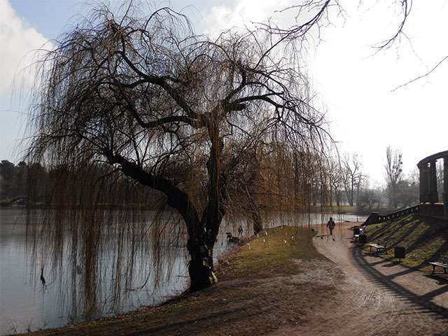 Der Magdeburger Wunschbaum