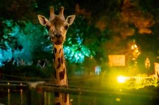 First-Contact_Zoo_Zauberhafte-August-Abende_090_Foto_Andreas_Lander.jpg
